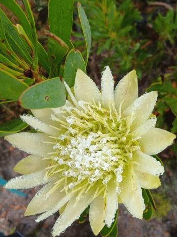 Protea repens delivering water and nectar